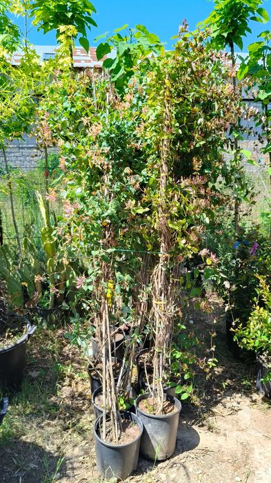 Iasomie alba, galbena, roz la ghiveci cu crestere rapida