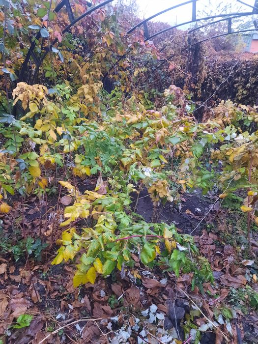 Малина ремонтантн