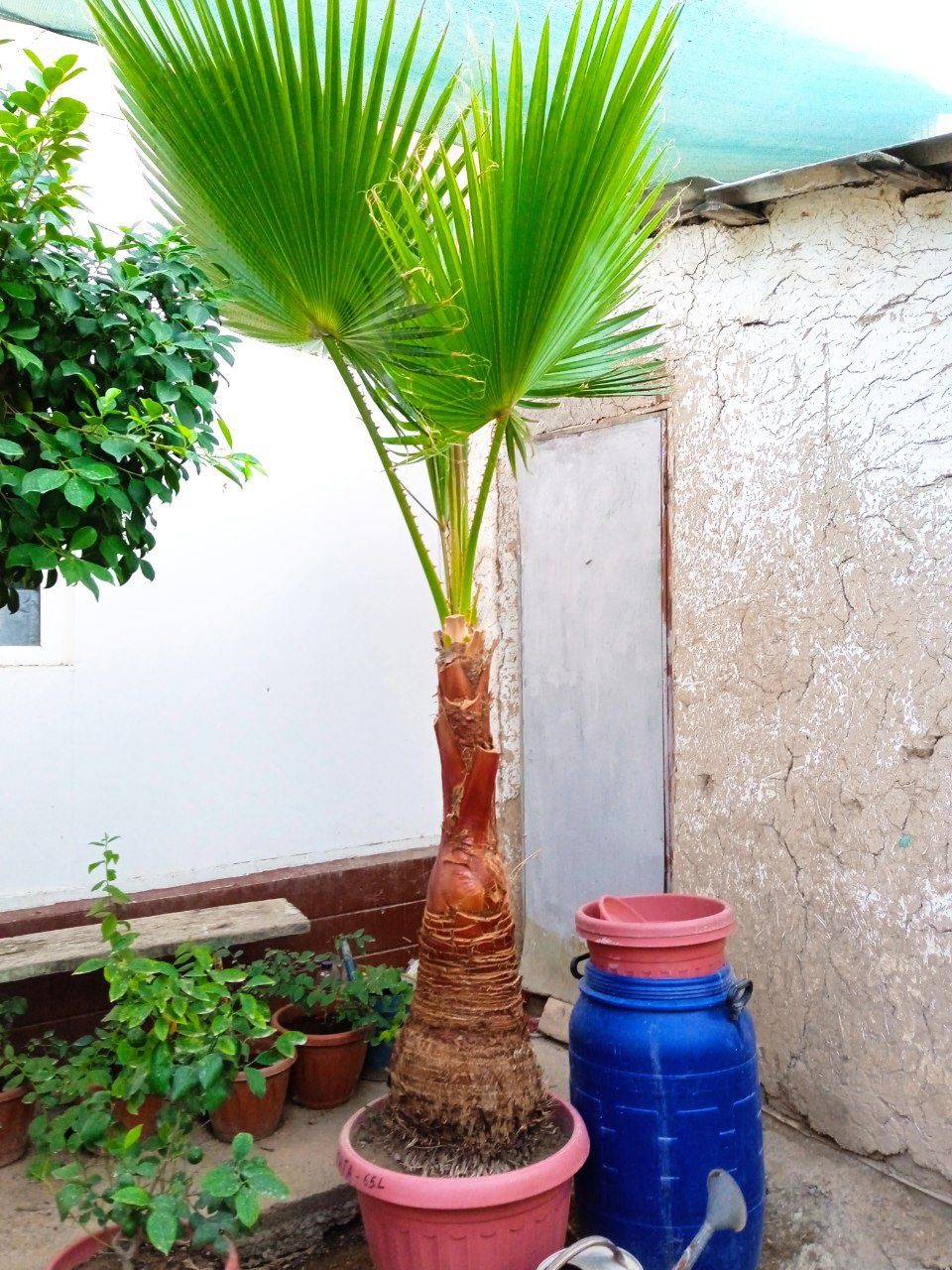 Palma daraxti sotiladi