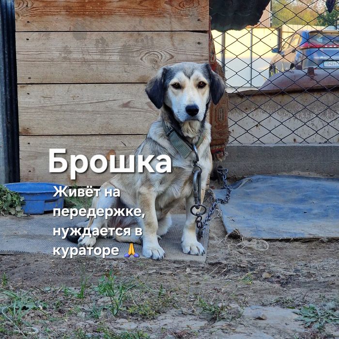 Собака Брошка из приюта Хвостатый рай