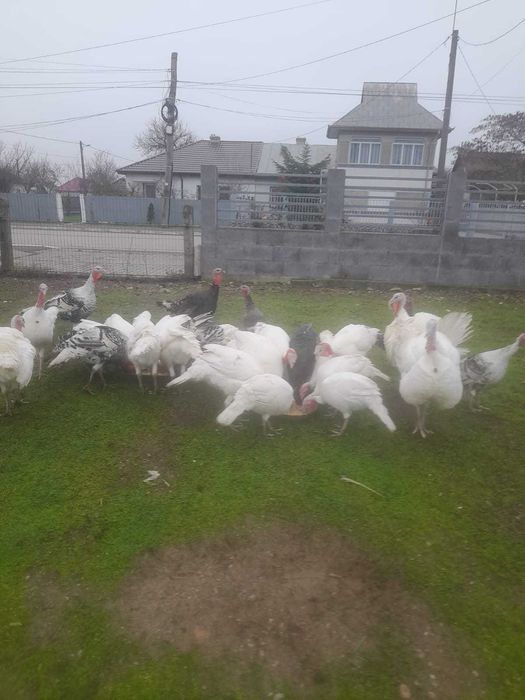 Vand curcani, rasa autohtona