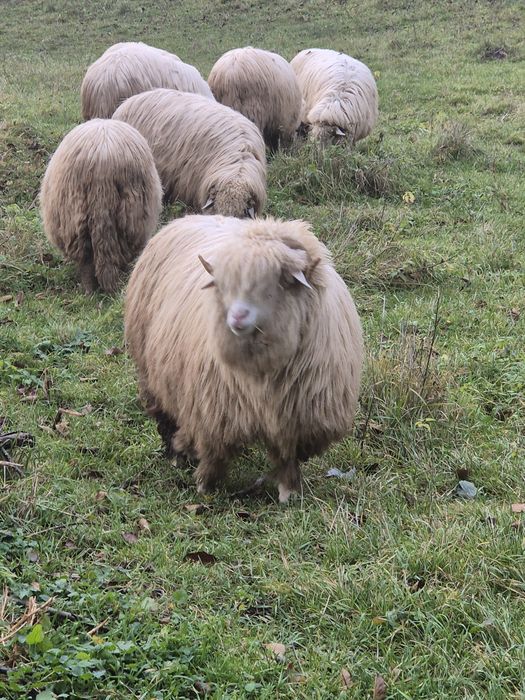 Oi 10 miori si stramiori