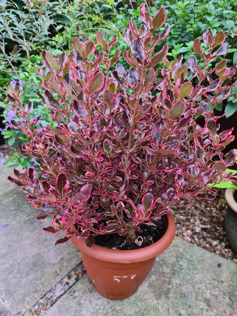 Копросма (Coprosma 'Eclipse')