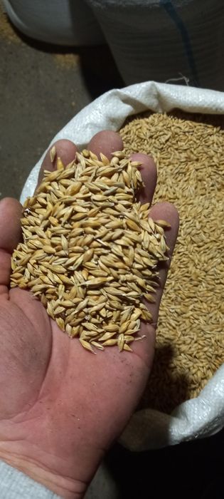 Porumb și Amestec de cereale producția 2024