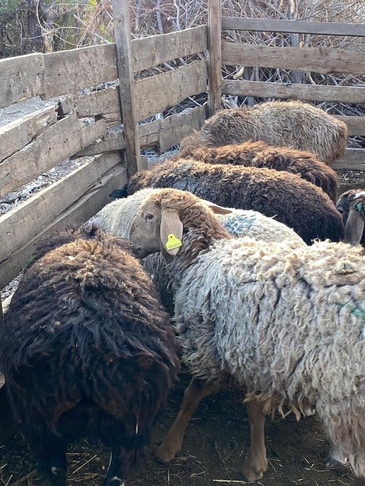 Семіз қошқарлар сатамын