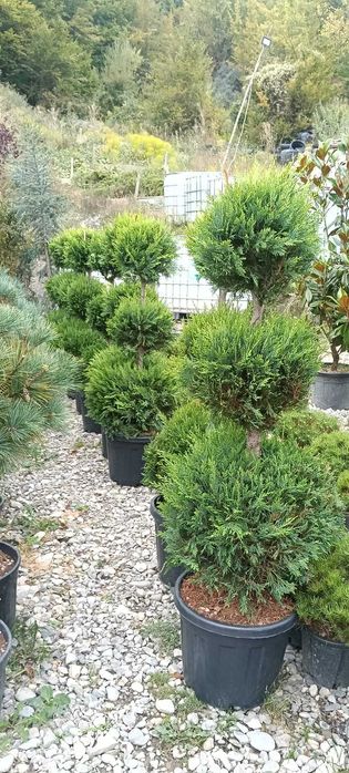 Plante decorative și copaci pentru grădina ta