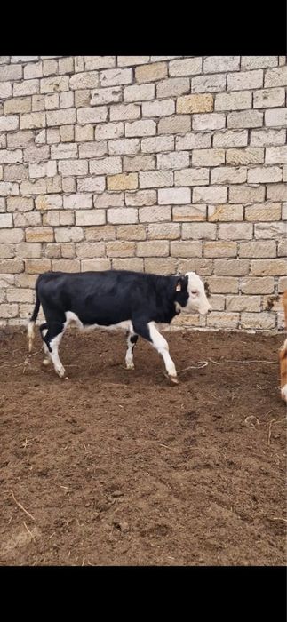 Подсос ұрғашы...