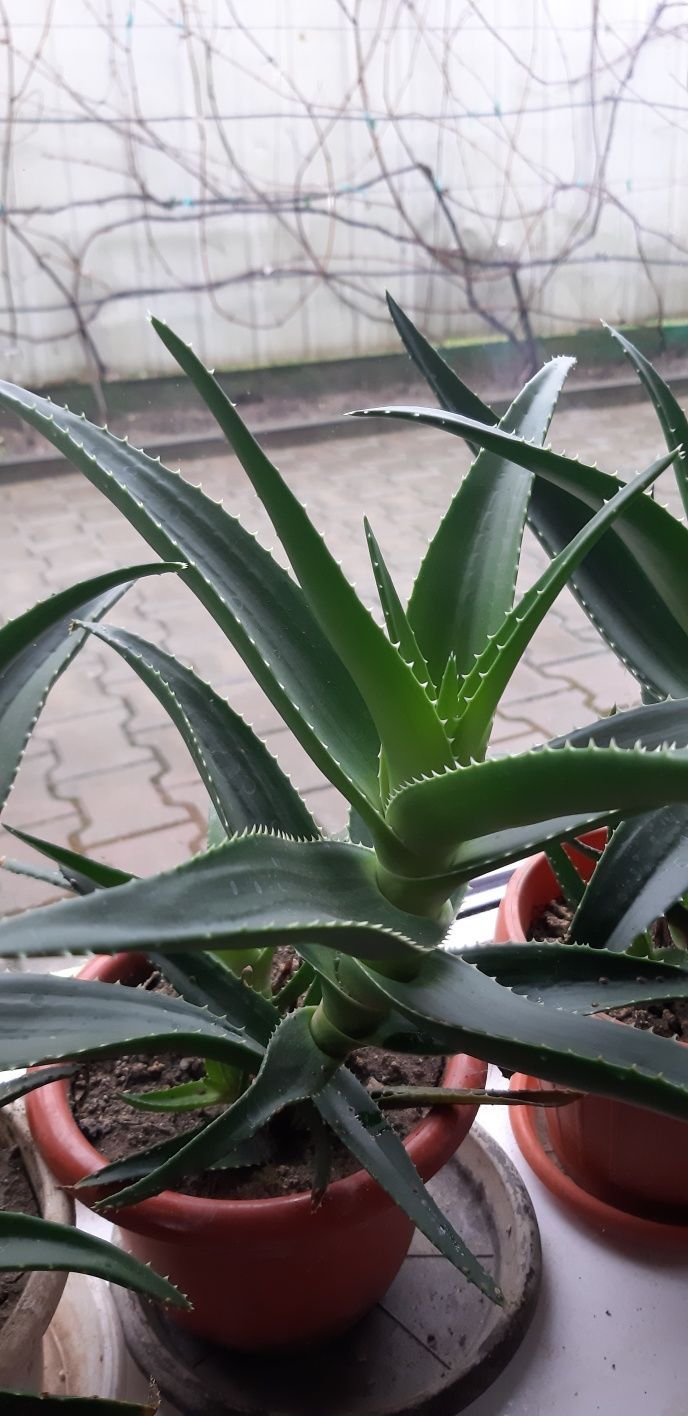 Aloe vera de trei ani .