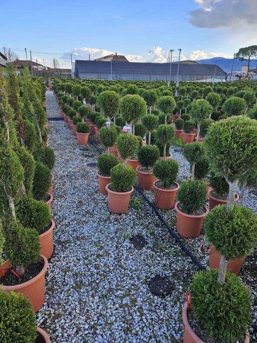 Garden Devis | Plante Ornamentale