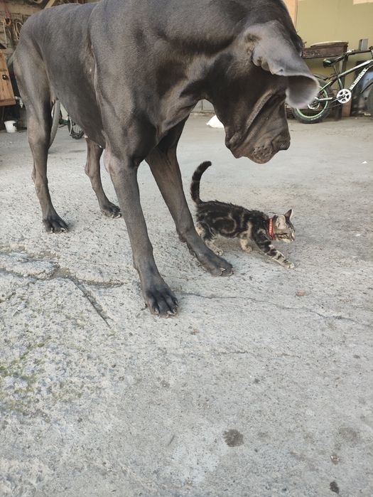 Продается котенок (помесь с бенгалом)