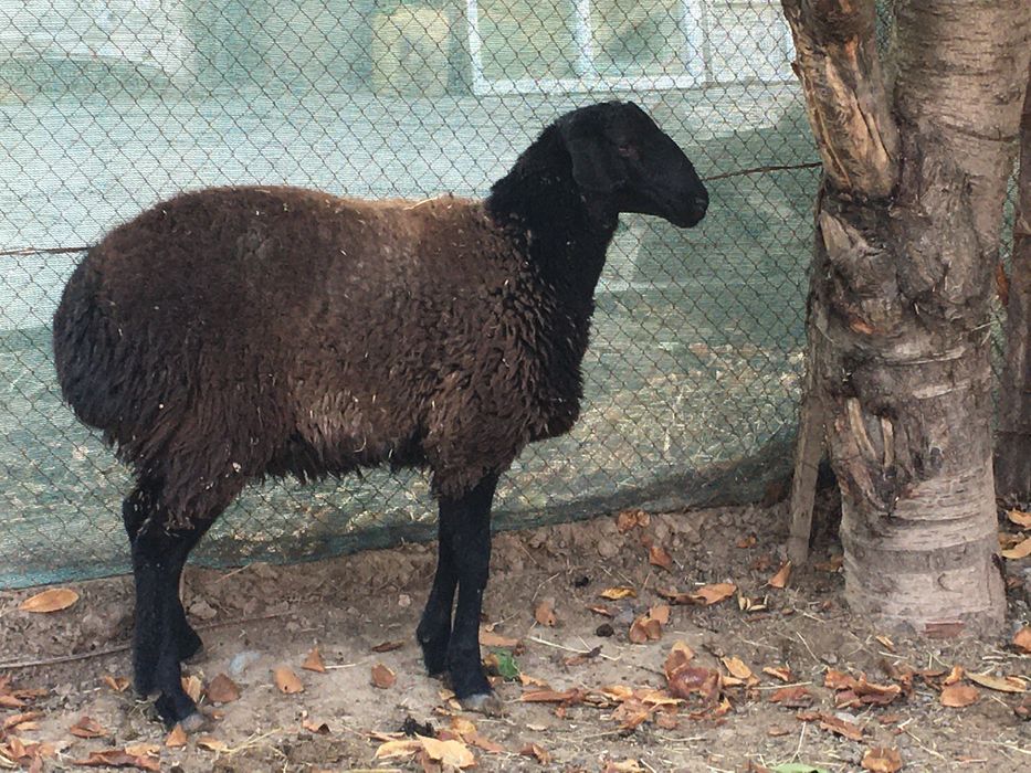 Молодая овца