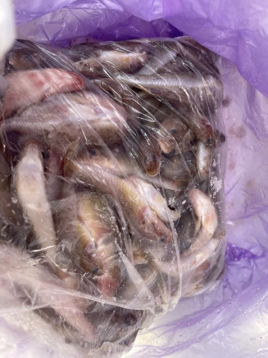 Бычки каспийские