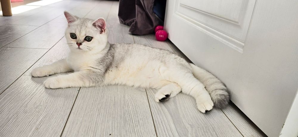 British shorthair cu pedigree