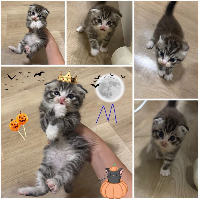 Продам вислоухих котят шотландец