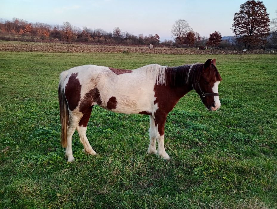Vând iapă Pinto foarte blândă 6 ani