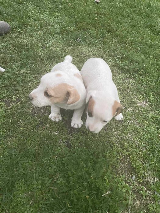 Джак Ръсел 2 Женски