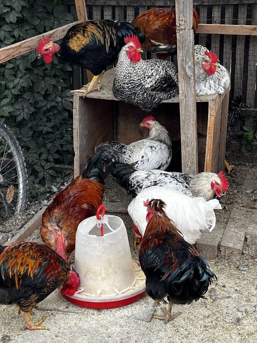 Vând cocoși de casă!