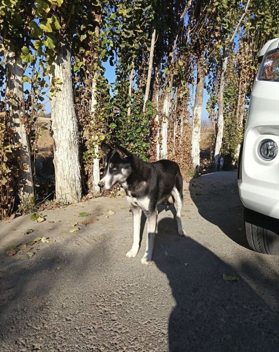 Продается Хаски