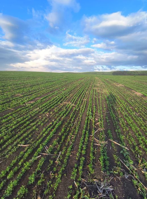 Samanta Lucerna Selectată si Descuscutata recolta 2024