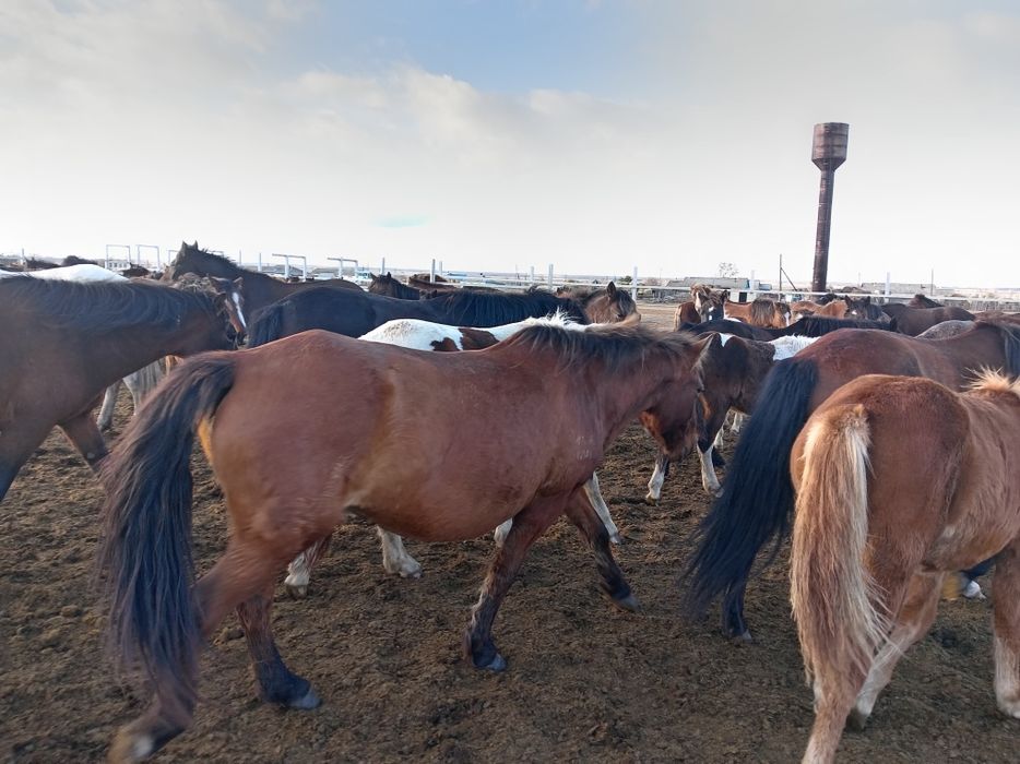 Продам кабылу, возраст 10 лет