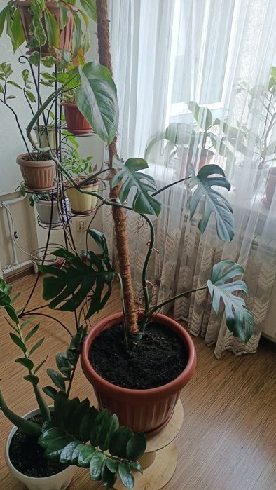 Диффенбахия * Монстера