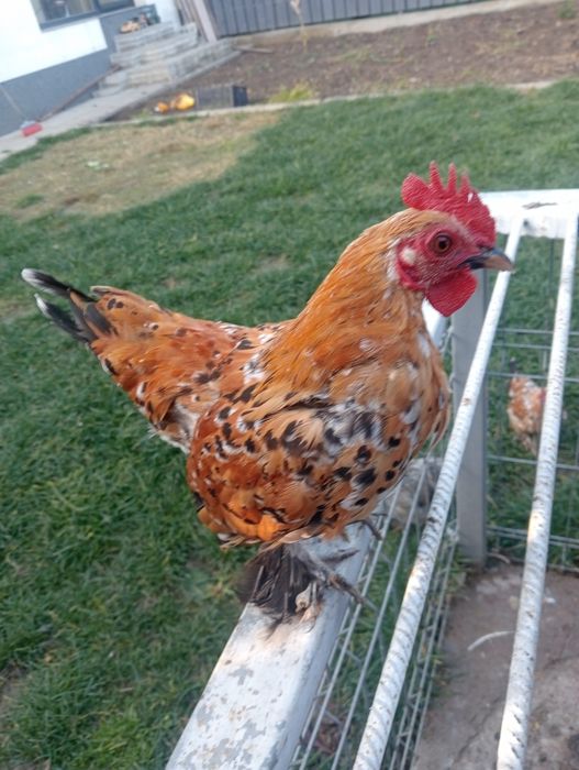 De vânzare cocoș mii de flori