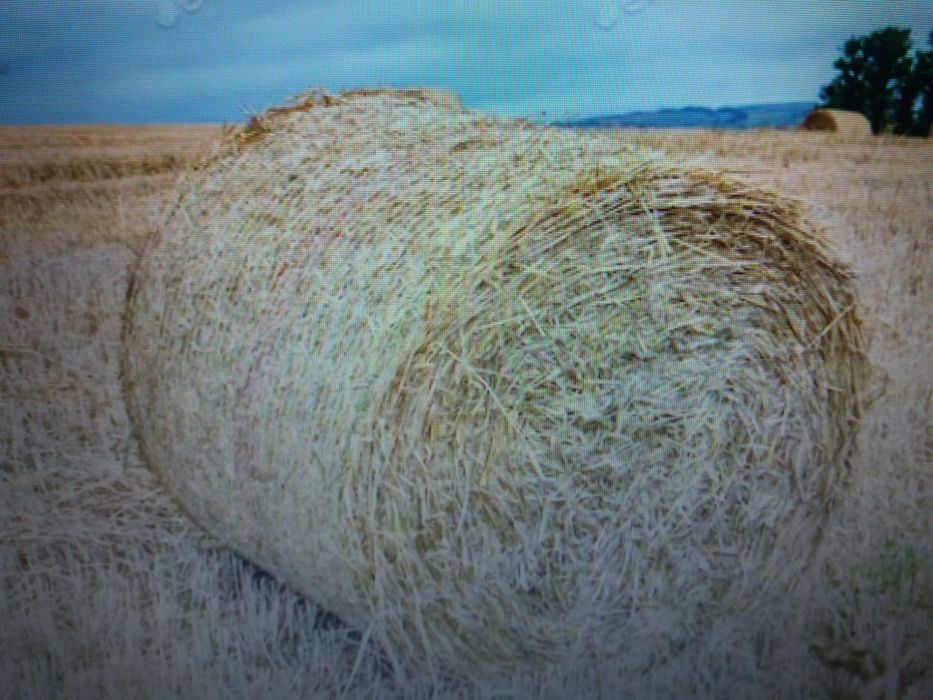 продам сено цена за  1 рулон 300 кг есть в тюках