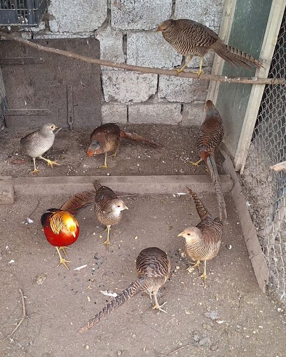 Vând fazani auri pe rosu