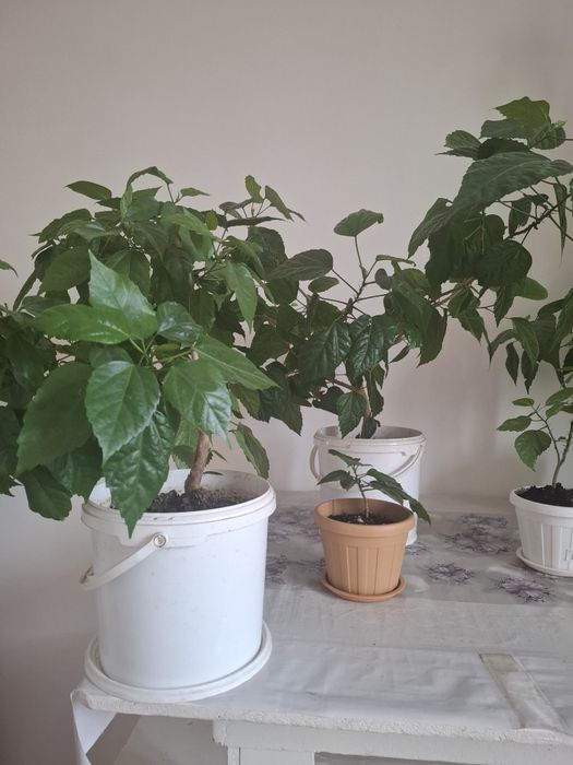 Цветы, Гул сатылады.