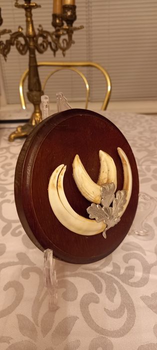 Немски трофеи диво прасе, документ, трофей