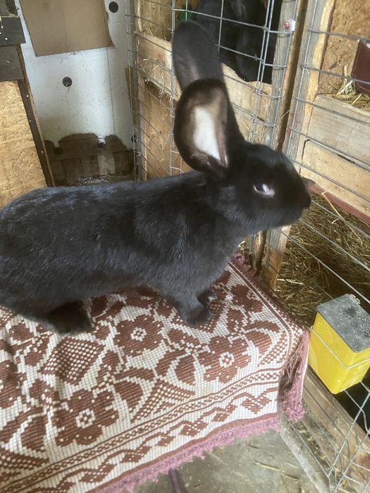 Femela urias german negru