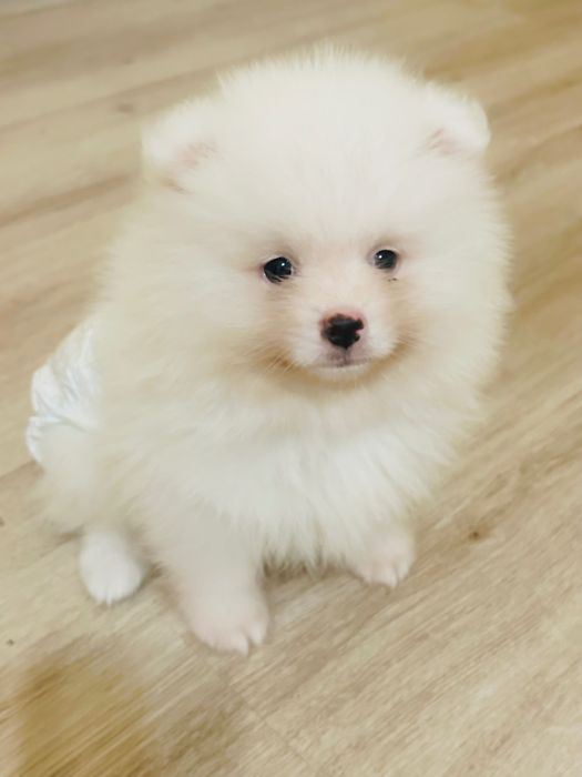 Бебе померанче мъжко ваксинирано с паспорт