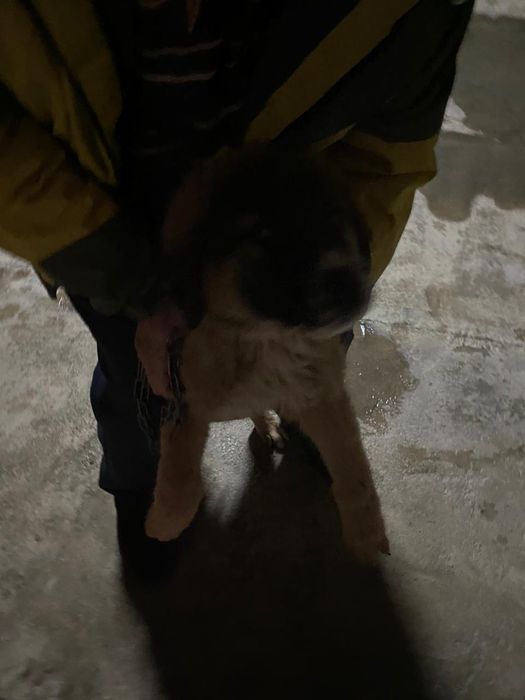 Алабай ит сатылады!