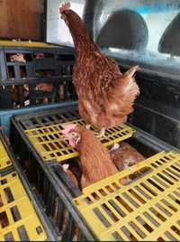 Редовно снасящи кокошки носачки за яйца