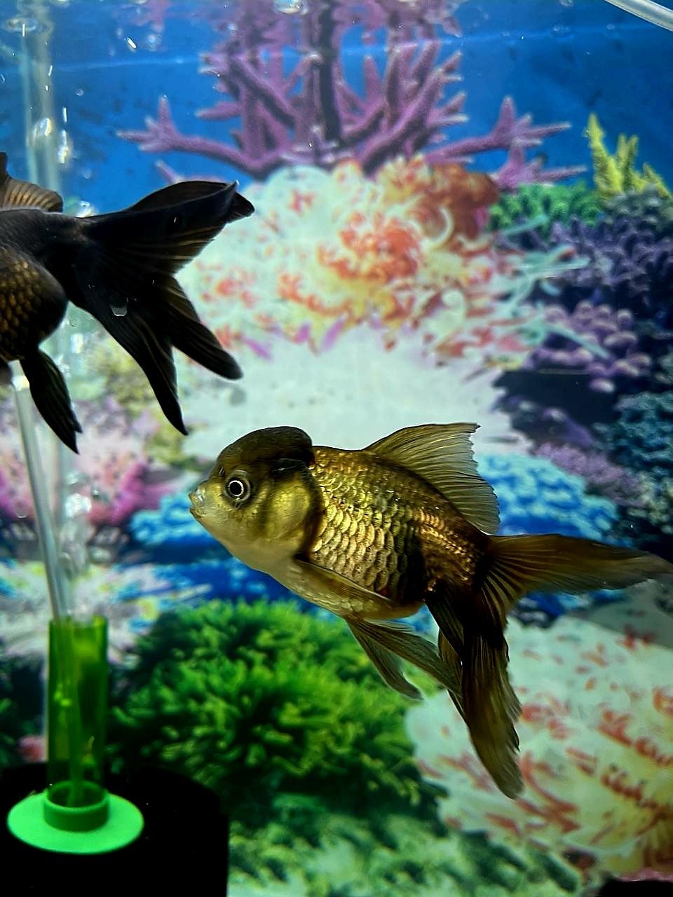 Золотые рыбки, Пангасиус