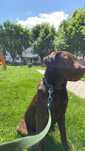 Donez câine labrador