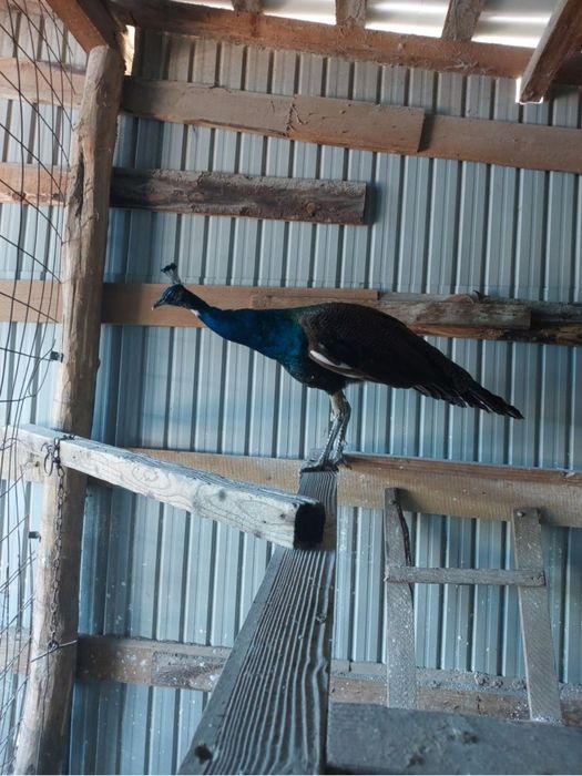 Vând păun din 2024