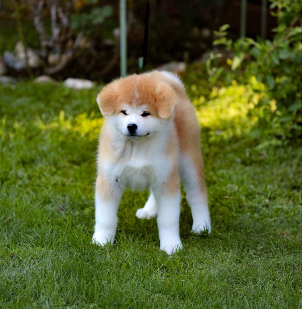 Akita Inu Japonez