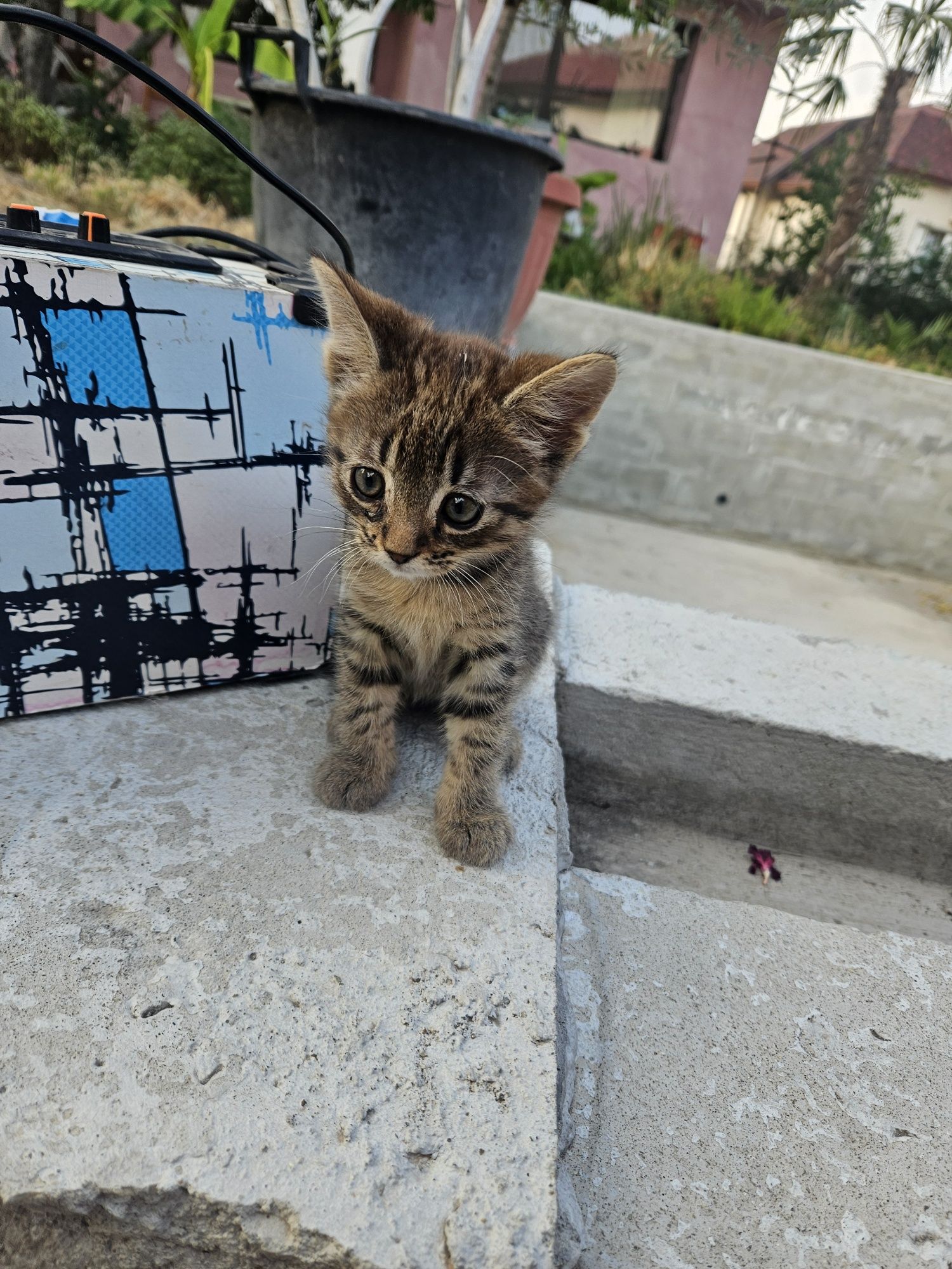 Подарявам мъжко коте