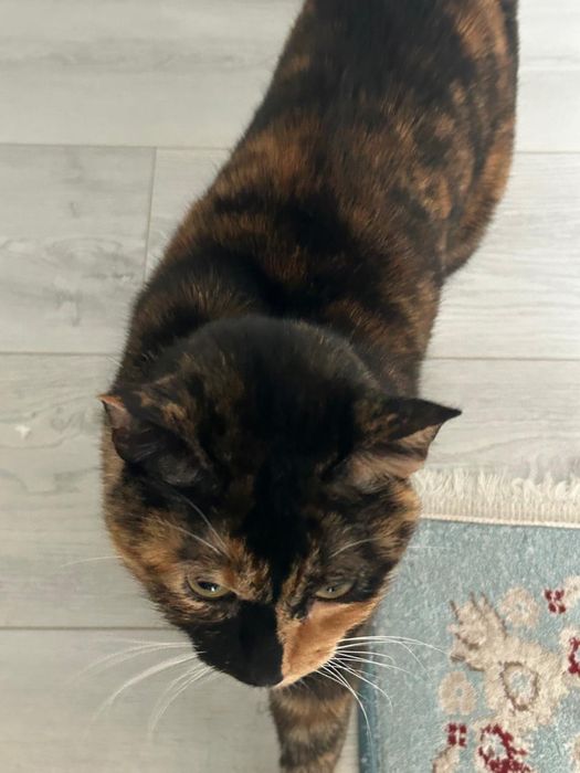 Отдам в хорошие руки кошку