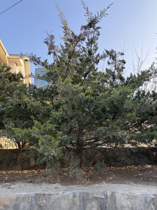 Продаются ТУИ недорого