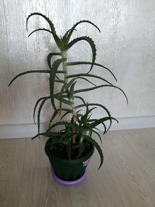 Продам алоэ в горшках