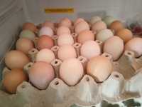 Ouă de găină pentru incubat
