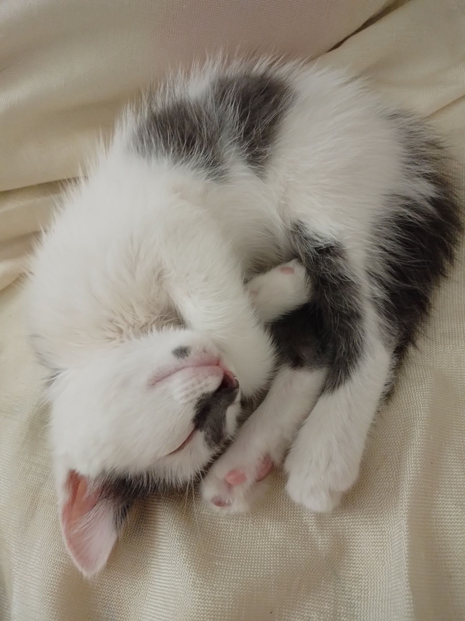Котята,мальчики,2 мес,домашние,чистые и воспитанные-в добрые руки