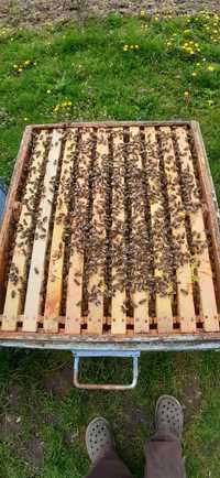 Vand 10 familii de albine-matci Carnica