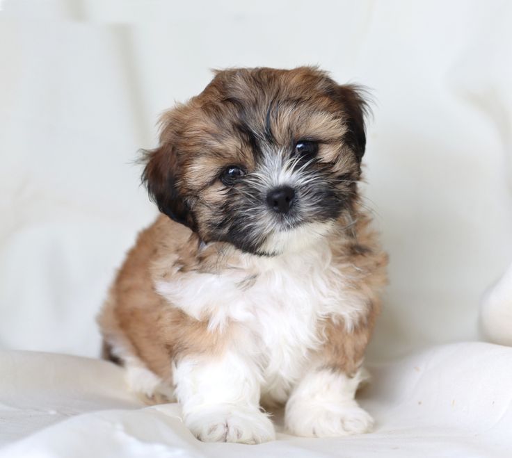 Bichon maltez ///
