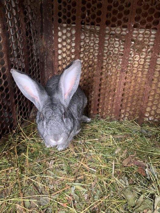 Vând iepuri belgieni