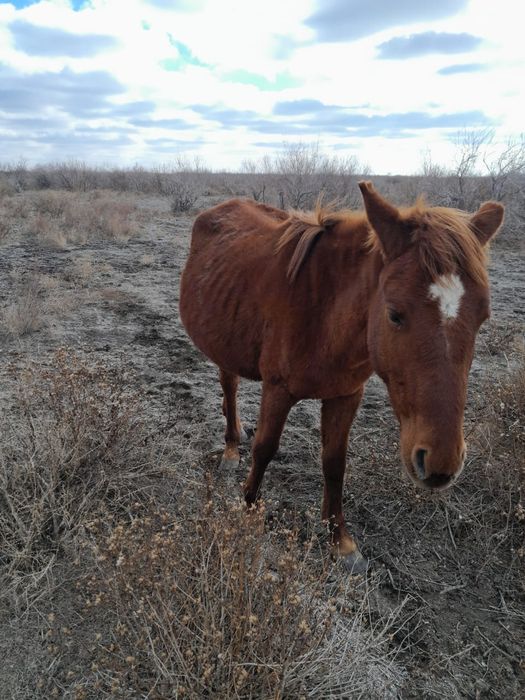 2 бие сатыладыыы