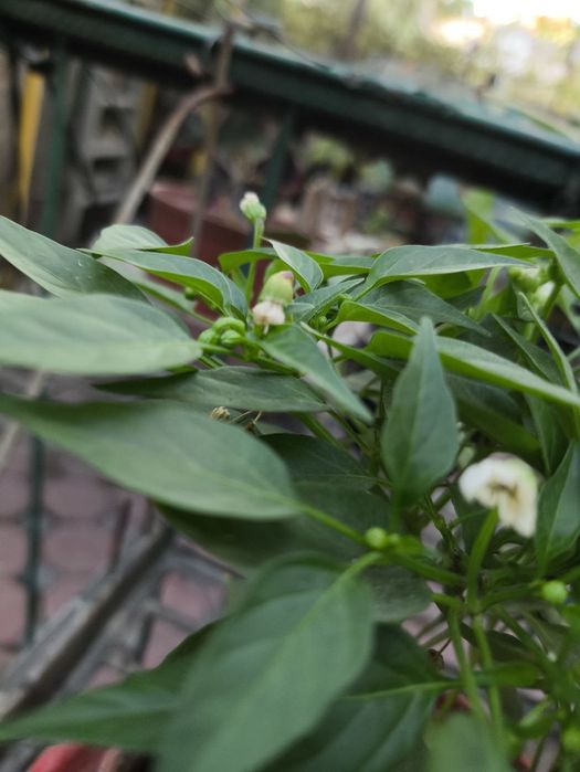 Перчики в горшках