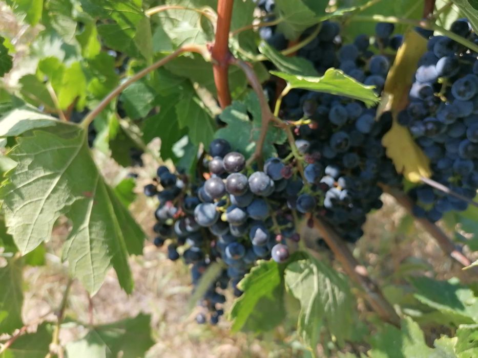 Struguri de vin soiul merlot.